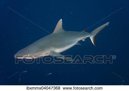 Grauer Riffhai (Carcharhinus amblyrhynchos), Pazifik, Palau, Ozeanien View Large Photo Image Stock Photo - Grauer Riffhai (Carcharhinus amblyrhynchos), Pazifik, Palau, Ozeanien. Fotosearch