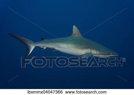 Stock Photograph - Grauer Riffhai (Carcharhinus amblyrhynchos), Pazifik, Palau, Ozeanien. Fotosearch