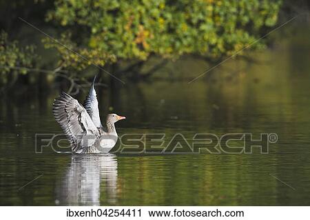 Graugans (Anser anser) im Wasser, Kirchrode, Niedersachsen, Deutschland, Europa View Large Photo Image Stock Image - Graugans (Anser anser) im Wasser, Kirchrode, Niedersachsen, Deutschland, Europa. Fotosearch