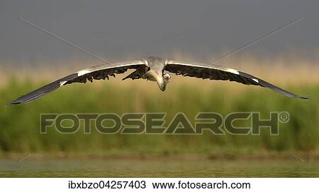 Graureiher (Ardea cinerea), adult, im Flug vor Schilf, Nationalpark Kiskunsag, Ungarn, Europa View Large Photo Image Stock Image - Graureiher (Ardea cinerea), adult, im Flug vor Schilf, Nationalpark Kiskunsag, Ungarn, Europa. Fotosearch