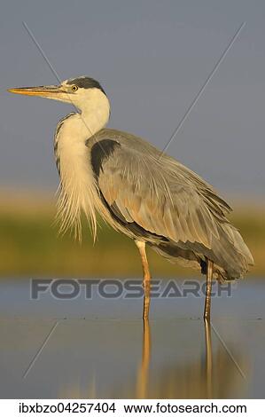 Graureiher (Ardea cinerea), adult, steht im Wasser im Morgenlicht, Nationalpark Kiskunsag, Ungarn, Europa View Large Photo Image Picture - Graureiher (Ardea cinerea), adult, steht im Wasser im Morgenlicht, Nationalpark Kiskunsag, Ungarn, Europa. Fotosearch