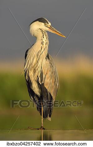 Graureiher (Ardea cinerea), adult, steht im Wasser im Morgenlicht, Nationalpark Kiskunsag, Ungarn, Europa View Large Photo Image Stock Image - Graureiher (Ardea cinerea), adult, steht im Wasser im Morgenlicht, Nationalpark Kiskunsag, Ungarn, Europa. Fotosearch