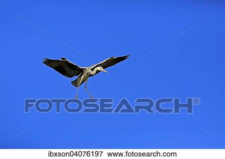 Graureiher (Ardea cinerea), adult, fliegend, Baden-Wurttemberg, Deutschland, Europa View Large Photo Image Stock Photo - Graureiher (Ardea cinerea), adult, fliegend, Baden-Wurttemberg, Deutschland, Europa. Fotosearch