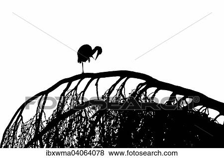 Graureiher (Ardea cinerea) bei Gefiederpflege auf einem Baum, Silhouette, Hessen, Deutschland, Europa View Large Photo Image Stock Photo - Graureiher (Ardea cinerea) bei Gefiederpflege auf einem Baum, Silhouette, Hessen, Deutschland, Europa. Fotosearch