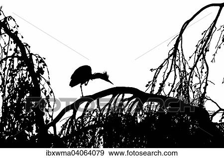 Graureiher (Ardea cinerea) bei Gefiederpflege auf einem Baum, Silhouette, Hessen, Deutschland, Europa View Large Photo Image Stock Photo - Graureiher (Ardea cinerea) bei Gefiederpflege auf einem Baum, Silhouette, Hessen, Deutschland, Europa. Fotosearch