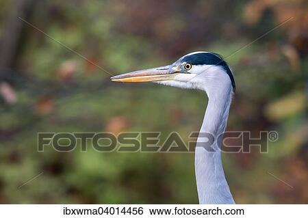 Graureiher (Ardea cinerea), Hessen, Deutschland, Europa View Large Photo Image Stock Photograph - Graureiher (Ardea cinerea), Hessen, Deutschland, Europa. Fotosearch