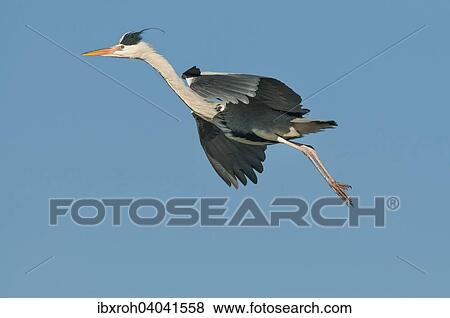 Graureiher (Ardea cinerea) im Flug, Osterreich, Europa View Large Photo Image Stock Photo - Graureiher (Ardea cinerea) im Flug, Osterreich, Europa. Fotosearch
