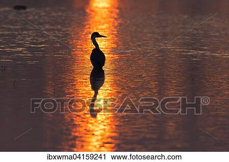 Graureiher (Ardea cinerea) im Morgenlicht, Niedersachsen, Deutschland, Europa View Large Photo Image Stock Image - Graureiher (Ardea cinerea) im Morgenlicht, Niedersachsen, Deutschland, Europa. Fotosearch