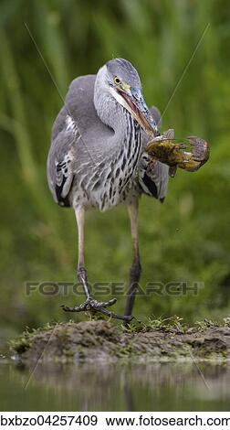 Graureiher (Ardea cinerea), im Jugendkleid mit erbeutetem Fisch, Wels (Silurus glanis), Nationalpark Kiskunsag, Ungarn, Europa View Large Photo Image Stock Photo - Graureiher (Ardea cinerea), im Jugendkleid mit erbeutetem Fisch, Wels (Silurus glanis), Nationalpark Kiskunsag, Ungarn, Europa. Fotosearch