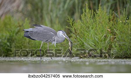 Graureiher (Ardea cinerea), im Jugendkleid mit erbeutetem Fisch, Wels (Silurus glanis), Nationalpark Kiskunsag, Ungarn, Europa View Large Photo Image Stock Photography - Graureiher (Ardea cinerea), im Jugendkleid mit erbeutetem Fisch, Wels (Silurus glanis), Nationalpark Kiskunsag, Ungarn, Europa. Fotosearch