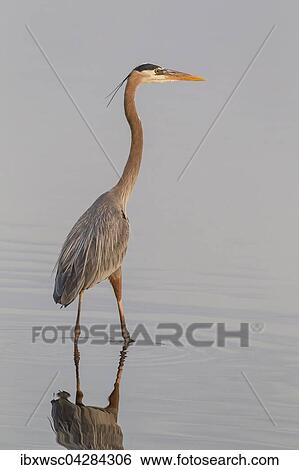 Graureiher (Ardea cinerea), im Wasser stehend, Sanibel, Florida, USA, Nordamerika View Large Photo Image Stock Photograph - Graureiher (Ardea cinerea), im Wasser stehend, Sanibel, Florida, USA, Nordamerika. Fotosearch