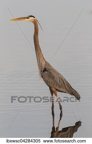 Graureiher (Ardea cinerea), im Wasser stehend, Sanibel, Florida, USA, Nordamerika View Large Photo Image Stock Photography - Graureiher (Ardea cinerea), im Wasser stehend, Sanibel, Florida, USA, Nordamerika. Fotosearch