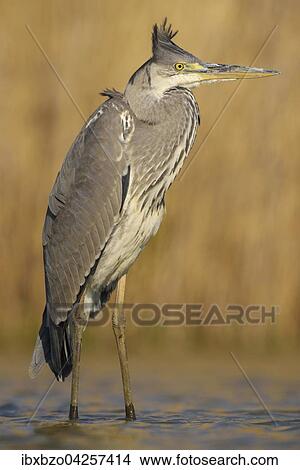 Graureiher (Ardea cinerea), Jungvogel, steht im Wasser im Abendlicht, Nationalpark Kiskunsag, Ungarn, Europa View Large Photo Image Picture - Graureiher (Ardea cinerea), Jungvogel, steht im Wasser im Abendlicht, Nationalpark Kiskunsag, Ungarn, Europa. Fotosearch