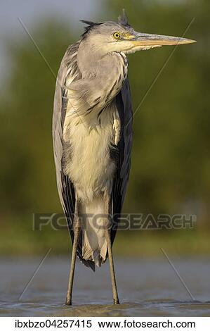 Graureiher (Ardea cinerea), Jungvogel, steht im Wasser im Abendlicht, Nationalpark Kiskunsag, Ungarn, Europa View Large Photo Image Stock Photography - Graureiher (Ardea cinerea), Jungvogel, steht im Wasser im Abendlicht, Nationalpark Kiskunsag, Ungarn, Europa. Fotosearch