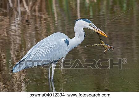 Graureiher (Ardea cinerea) mit erbeuteter Erdkrote (Bufo bufo), Hessen, Deutschland, Europa View Large Photo Image Picture - Graureiher (Ardea cinerea) mit erbeuteter Erdkrote (Bufo bufo), Hessen, Deutschland, Europa. Fotosearch
