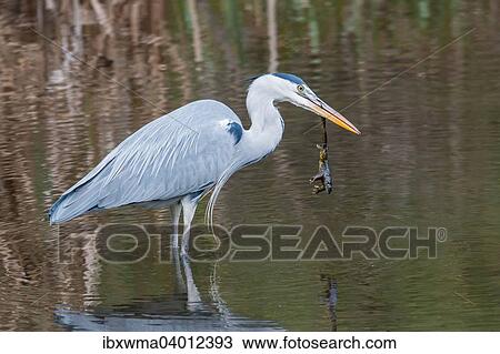 Graureiher (Ardea cinerea) mit erbeuteter Erdkrote (Bufo bufo), Hessen, Deutschland, Europa View Large Photo Image Stock Image - Graureiher (Ardea cinerea) mit erbeuteter Erdkrote (Bufo bufo), Hessen, Deutschland, Europa. Fotosearch