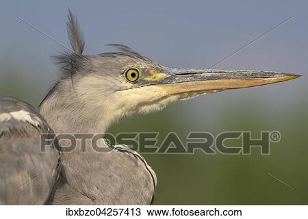 Graureiher (Ardea cinerea), Portrait, im Jugendkleid, Nationalpark Kiskunsag, Ungarn, Europa View Large Photo Image Stock Image - Graureiher (Ardea cinerea), Portrait, im Jugendkleid, Nationalpark Kiskunsag, Ungarn, Europa. Fotosearch