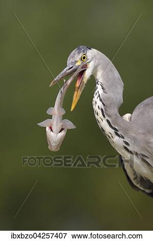 Graureiher (Ardea cinerea), Portrait, im Jugendkleid, wirft erbeuteten Fisch durch die Luft, Nationalpark Kiskunsag, Ungarn, Europa View Large Photo Image Stock Photo - Graureiher (Ardea cinerea), Portrait, im Jugendkleid, wirft erbeuteten Fisch durch die Luft, Nationalpark Kiskunsag, Ungarn, Europa. Fotosearch