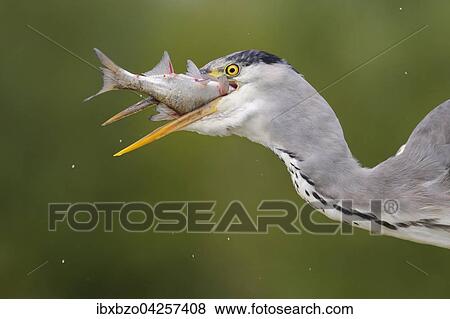 Graureiher (Ardea cinerea), Portrait, im Jugendkleid, beim Verschlingen seiner Beute, Nationalpark Kiskunsag, Ungarn, Europa View Large Photo Image Stock Photo - Graureiher (Ardea cinerea), Portrait, im Jugendkleid, beim Verschlingen seiner Beute, Nationalpark Kiskunsag, Ungarn, Europa. Fotosearch