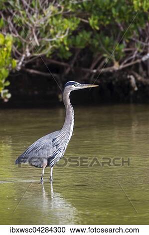 Graureiher (Ardea cinerea) steht im Wasser, Ding Darling National Wildlife Refuge, Sanibel Island, Florida, USA, Nordamerika View Large Photo Image Stock Image - Graureiher (Ardea cinerea) steht im Wasser, Ding Darling National Wildlife Refuge, Sanibel Island, Florida, USA, Nordamerika. Fotosearch