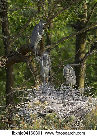 Stock Image - Graureiher oder Fischreiher (Ardea cinerea), Rheinland-Pfalz, Deutschland, Europa. Fotosearch