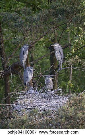 Graureiher oder Fischreiher (Ardea cinerea), Rheinland-Pfalz, Deutschland, Europa View Large Photo Image Stock Photo - Graureiher oder Fischreiher (Ardea cinerea), Rheinland-Pfalz, Deutschland, Europa. Fotosearch