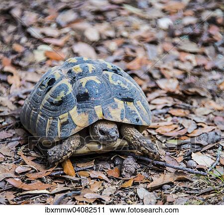 Stock Image - Griechische Landschildkrote (Testudo hermanni), Korsika, Frankreich, Europa. Fotosearch