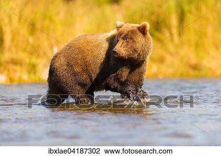 Grizzlybar (Ursus arctos horribilis) im Wasser schaut nach hinten, Katmai, Alaska, USA, Nordamerika View Large Photo Image Stock Image - Grizzlybar (Ursus arctos horribilis) im Wasser schaut nach hinten, Katmai, Alaska, USA, Nordamerika. Fotosearch