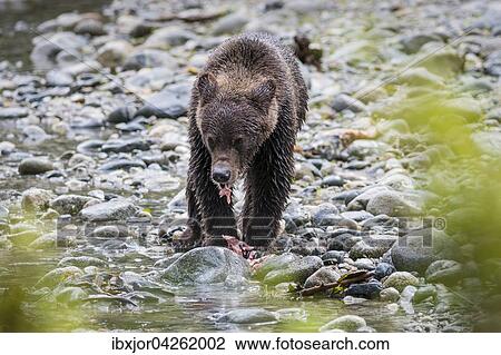 Stock Image - Grizzlybar (Ursus arctos horribilis), Jungtier, mit Lachs, fressend, Bute Inlet, Vancouver Island, British Columbia, Kanada, Nordamerika. Fotosearch