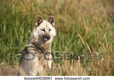 Stock Image - Gronlandhund, Gronland, Nordamerika. Fotosearch