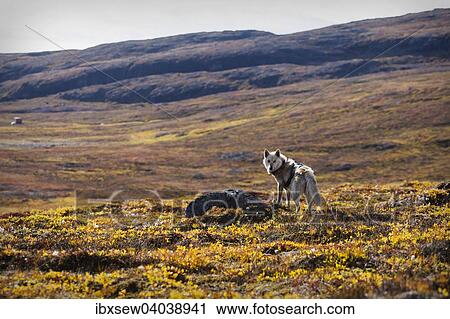 Stock Image - Gronlandhund, Qeqertarsuaq, Gronland, Nordamerika. Fotosearch