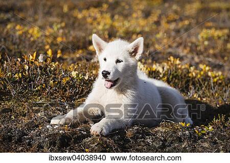 Gronlandhund, Welpe, Gronland, Nordamerika View Large Photo Image Stock Image - Gronlandhund, Welpe, Gronland, Nordamerika. Fotosearch