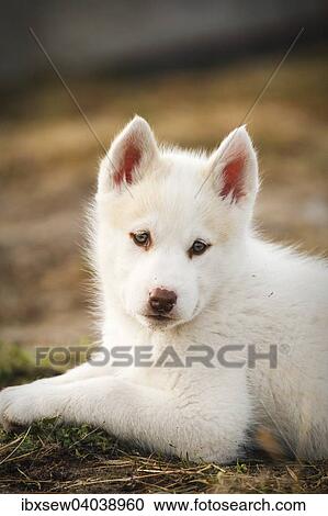 Stock Image - Gronlandhund, Welpe, Gronland, Nordamerika. Fotosearch