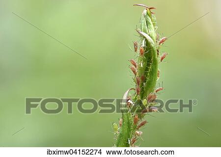 Grosse Rosenblattlaus (Macrosiphum rosae), Kolonie, Schadling auf Stangel einer Rose (Rosa) View Large Photo Image Picture - Grosse Rosenblattlaus (Macrosiphum rosae), Kolonie, Schadling auf Stangel einer Rose (Rosa). Fotosearch