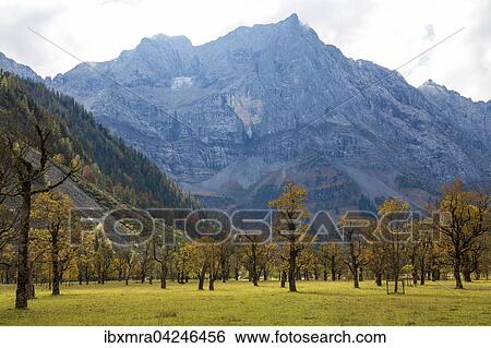 Grosser Ahornboden, Baume im Herbst vor Bergmassiv, Herbstlaub, Eng-Alm, Hinterriss, Karwendelgebirge, Tirol, Osterreich, Europa View Large Photo Image Stock Photograph - Grosser Ahornboden, Baume im Herbst vor Bergmassiv, Herbstlaub, Eng-Alm, Hinterriss, Karwendelgebirge, Tirol, Osterreich, Europa. Fotosearch