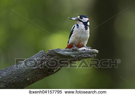 Grosser Buntspecht (Dendrocopos major), Emsland, Niedersachsen, Deutschland, Europa View Large Photo Image Stock Photography - Grosser Buntspecht (Dendrocopos major), Emsland, Niedersachsen, Deutschland, Europa. Fotosearch