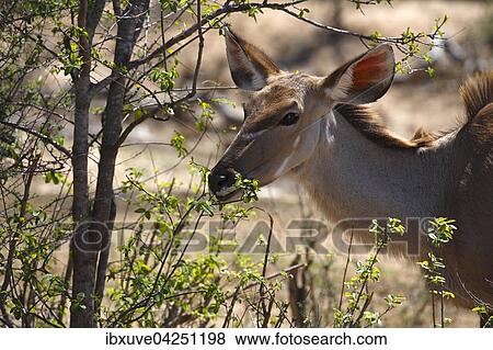 Grosser Kudu (Tragelaphus strepsiceros), Weibchen, adult, Kruger-Nationalpark, Sudafrika View Large Photo Image Stock Photo - Grosser Kudu (Tragelaphus strepsiceros), Weibchen, adult, Kruger-Nationalpark, Sudafrika. Fotosearch