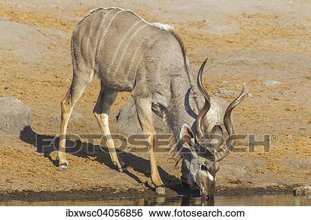 Grosser Kudu (Tragelaphus strepsiceros), Mannchen, beim Trinken am Wasserloch, Etosha-Nationalpark, Namibia, Afrika View Large Photo Image Stock Photograph - Grosser Kudu (Tragelaphus strepsiceros), Mannchen, beim Trinken am Wasserloch, Etosha-Nationalpark, Namibia, Afrika. Fotosearch