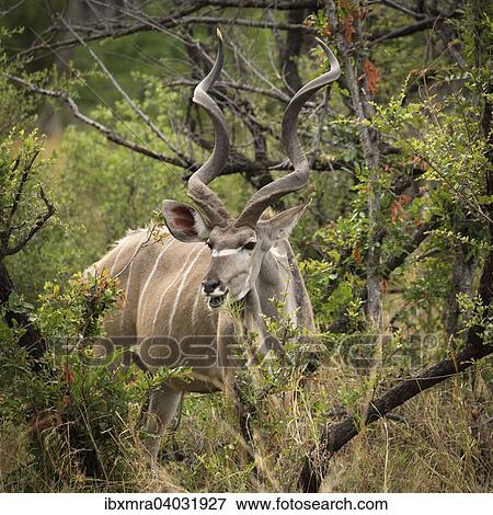 Grosser Kudu (Tragelaphus strepsiceros) frisst im dichten Busch, Okavango-Delta, Botswana, Afrika View Large Photo Image Stock Photo - Grosser Kudu (Tragelaphus strepsiceros) frisst im dichten Busch, Okavango-Delta, Botswana, Afrika. Fotosearch
