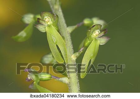 Grosses Zweiblatt (Listera ovata), bluhend, Naturschutzgebiet Malscheid, Nordrhein-Westfalen, Deutschland, Europa View Large Photo Image Picture - Grosses Zweiblatt (Listera ovata), bluhend, Naturschutzgebiet Malscheid, Nordrhein-Westfalen, Deutschland, Europa. Fotosearch