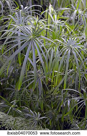 Stock Image - Grosses Zyperngras (Cyperus alternifolius), Afrika. Fotosearch