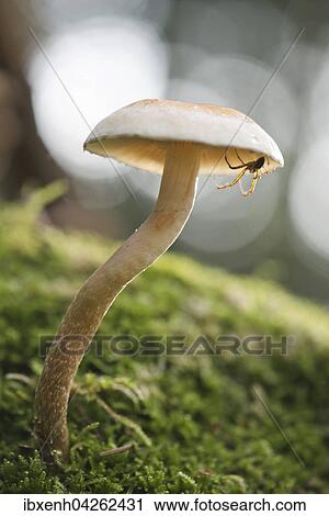 Grunblattriger Schwefelkopf (Hypholoma fasciculare) mit Spinne, Emsland, Niedersachsen, Deutschland, Europa View Large Photo Image Stock Image - Grunblattriger Schwefelkopf (Hypholoma fasciculare) mit Spinne, Emsland, Niedersachsen, Deutschland, Europa. Fotosearch