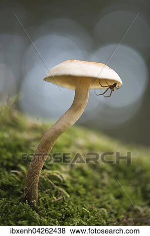 Grunblattriger Schwefelkopf (Hypholoma fasciculare) mit Spinne, Emsland, Niedersachsen, Deutschland, Europa View Large Photo Image Stock Photo - Grunblattriger Schwefelkopf (Hypholoma fasciculare) mit Spinne, Emsland, Niedersachsen, Deutschland, Europa. Fotosearch