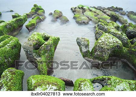 Grune Algen auf Felsen an der Kuste, Laomei, Neu-Taipeh, Taiwan, Asien View Large Photo Image Stock Image - Grune Algen auf Felsen an der Kuste, Laomei, Neu-Taipeh, Taiwan, Asien. Fotosearch