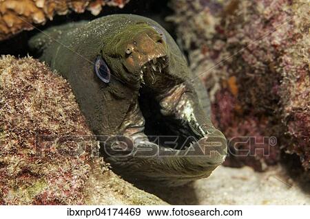 Grune Murane, Kastanienmurane (Gymnothorax castaneus), Drohgebarde, Cocos Island, Kokosinsel, Costa Rica, Nordamerika View Large Photo Image Stock Photo - Grune Murane, Kastanienmurane (Gymnothorax castaneus), Drohgebarde, Cocos Island, Kokosinsel, Costa Rica, Nordamerika. Fotosearch
