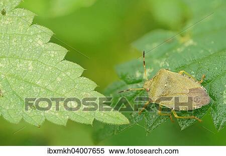 Grune Stinkwanze (Palomena prasina), Hessen, Deutschland, Europa View Large Photo Image Stock Photography - Grune Stinkwanze (Palomena prasina), Hessen, Deutschland, Europa. Fotosearch
