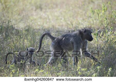 Gruner Pavian (Papio anubis) mit jungtier lauft durch Gras, Kruger National Park View Large Photo Image Stock Photo - Gruner Pavian (Papio anubis) mit jungtier lauft durch Gras, Kruger National Park. Fotosearch