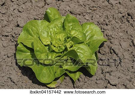 Gruner Salatkopf im Gemusebeet View Large Photo Image Stock Image - Gruner Salatkopf im Gemusebeet. Fotosearch
