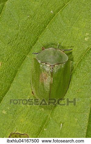 Gruner Schildkafer (Cassida viridis) in Ruhestellung, Baden-Wurttemberg, Deutschland, Europa View Large Photo Image Stock Image - Gruner Schildkafer (Cassida viridis) in Ruhestellung, Baden-Wurttemberg, Deutschland, Europa. Fotosearch