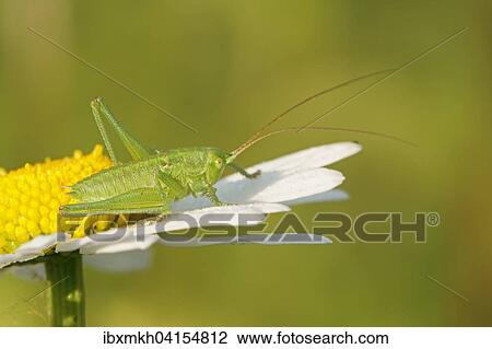Grunes Heupferd (Tettigonia viridissima), Larve, Hessen, Deutschland, Europa View Large Photo Image Stock Image - Grunes Heupferd (Tettigonia viridissima), Larve, Hessen, Deutschland, Europa. Fotosearch